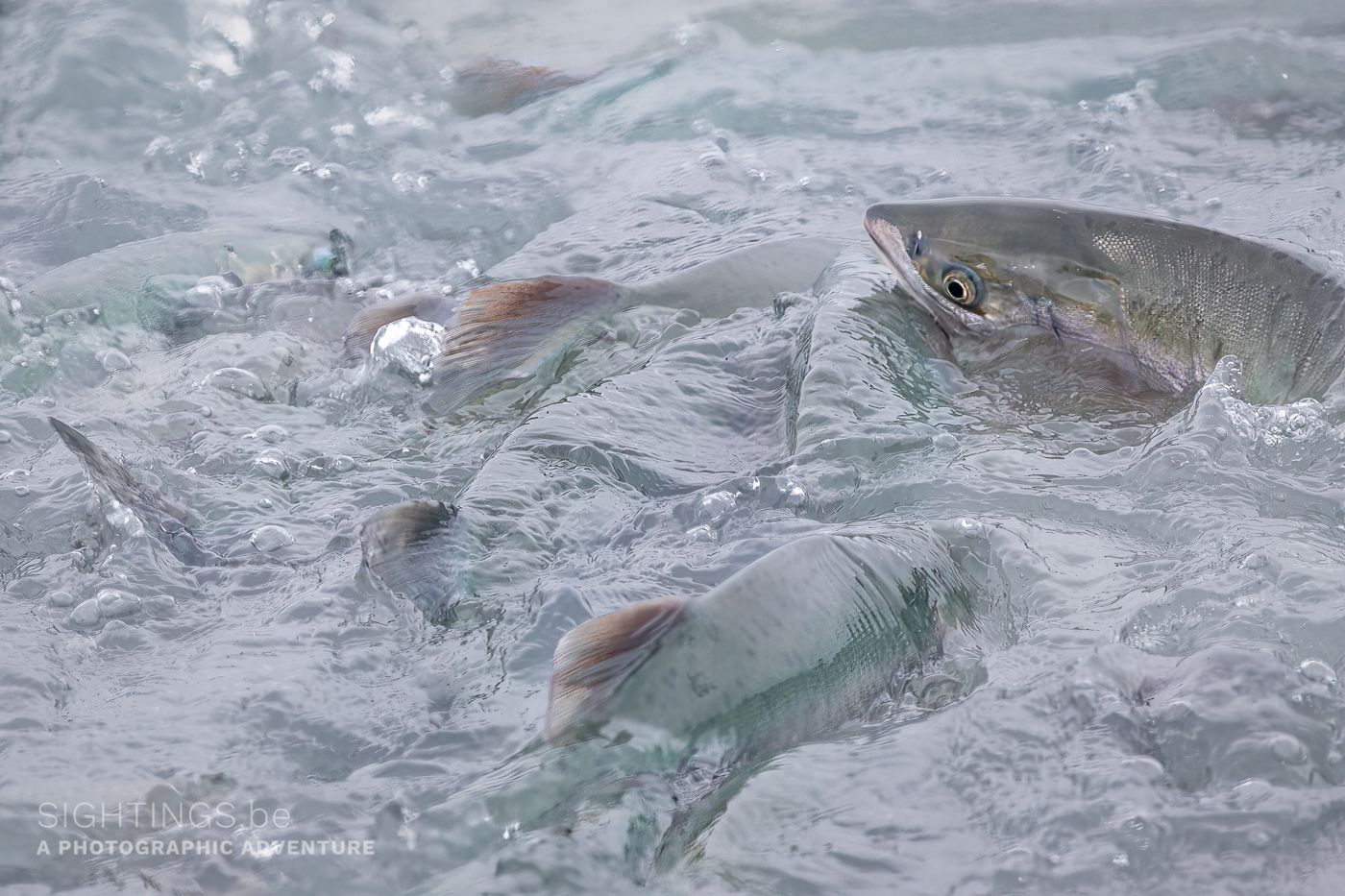 Solomon Gulch Hatchery, Valdez