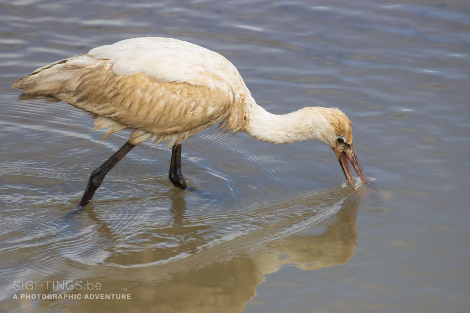 Eurasian spoonbill
