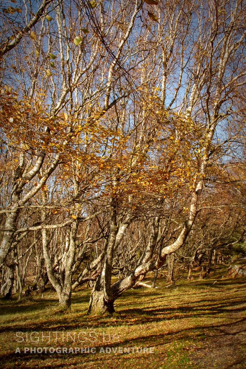 Fall colours on the North Köster island