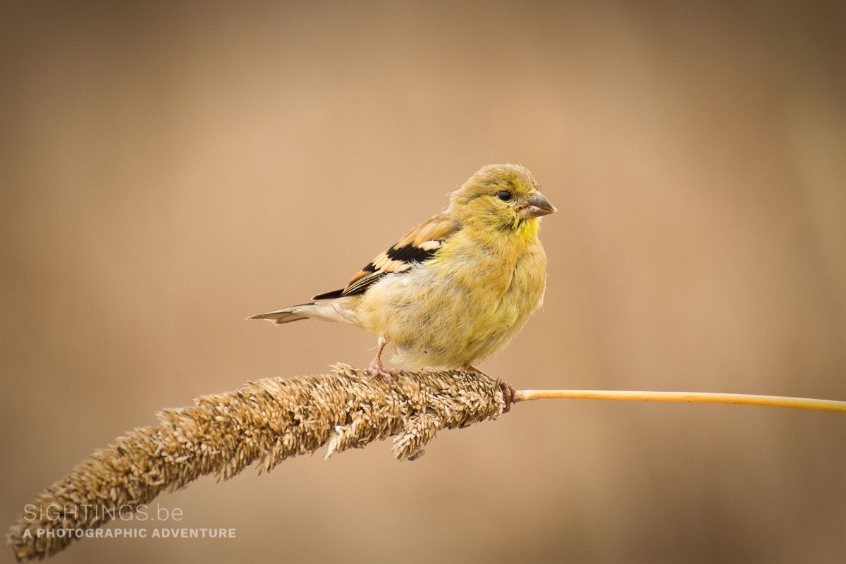 Finch, Elkhorn Slough National Estuarine Research Reserve