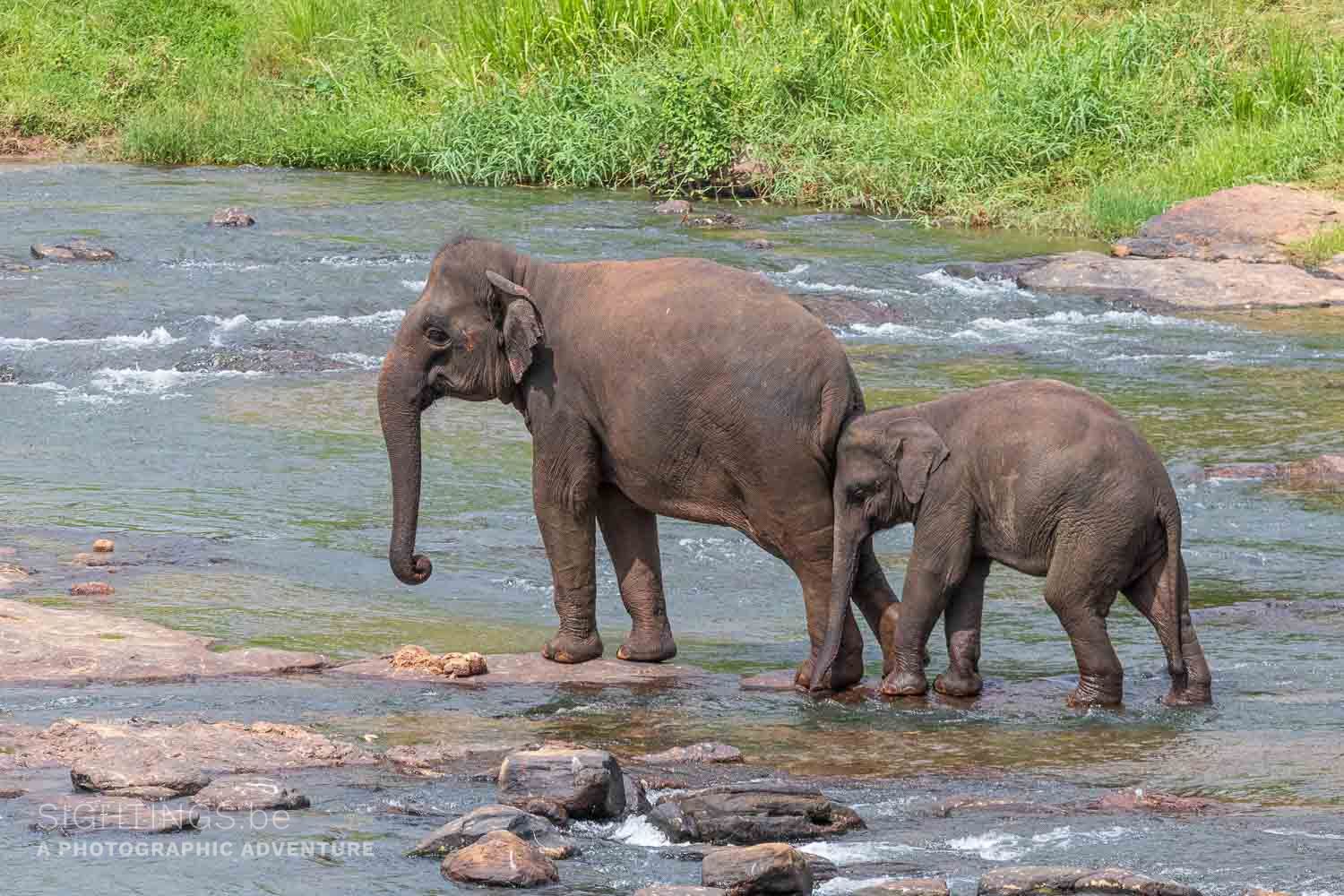 Pinnawala Elephant orphanage