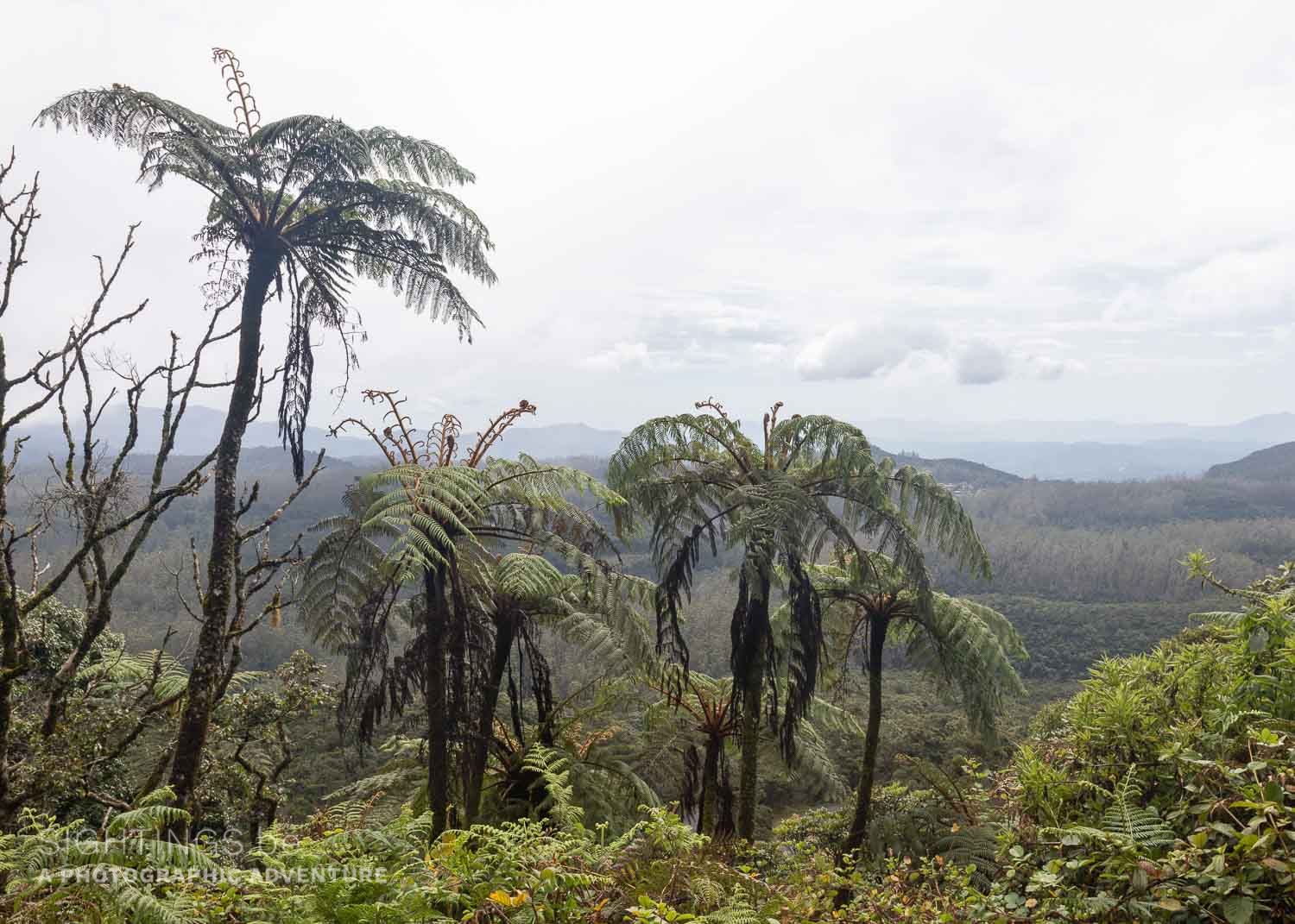 Horton Plains