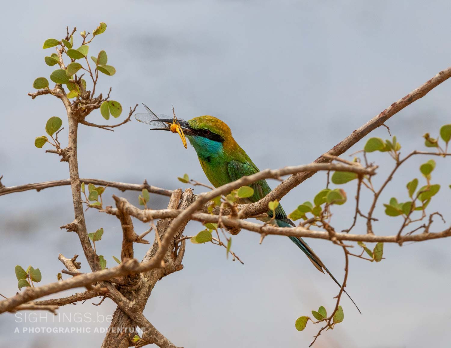 Bee-eater in Yala National Park