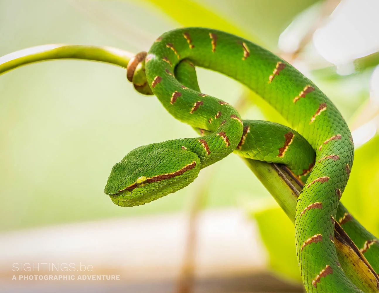 Viper, Curtis Crest Tree Top Walk, George Town