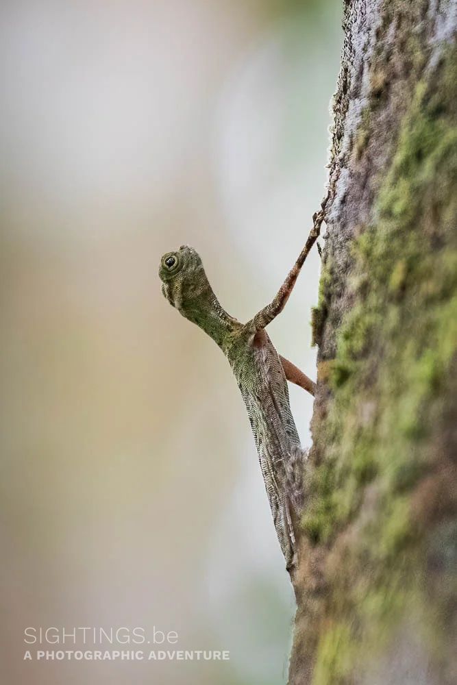 Flying lizard - Rompin State Park