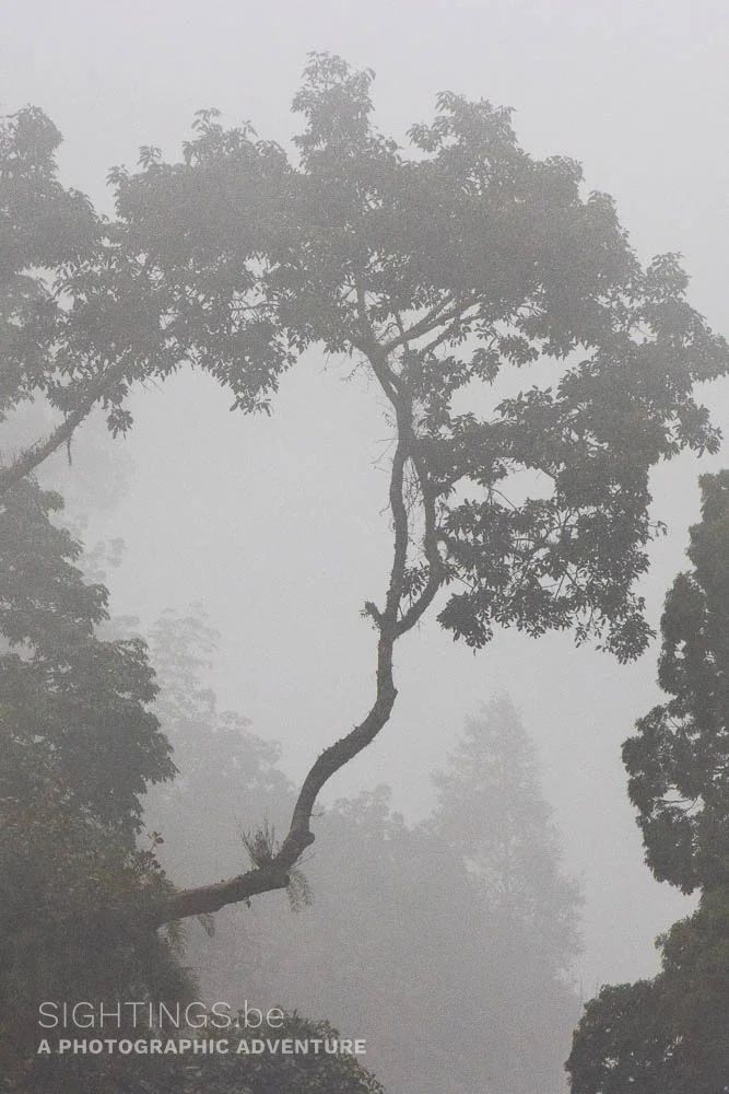 Lata Iskandar tropical forest