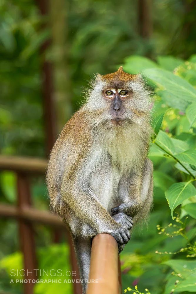 Langur, Curtis Crest Tree Top Walk, George Town