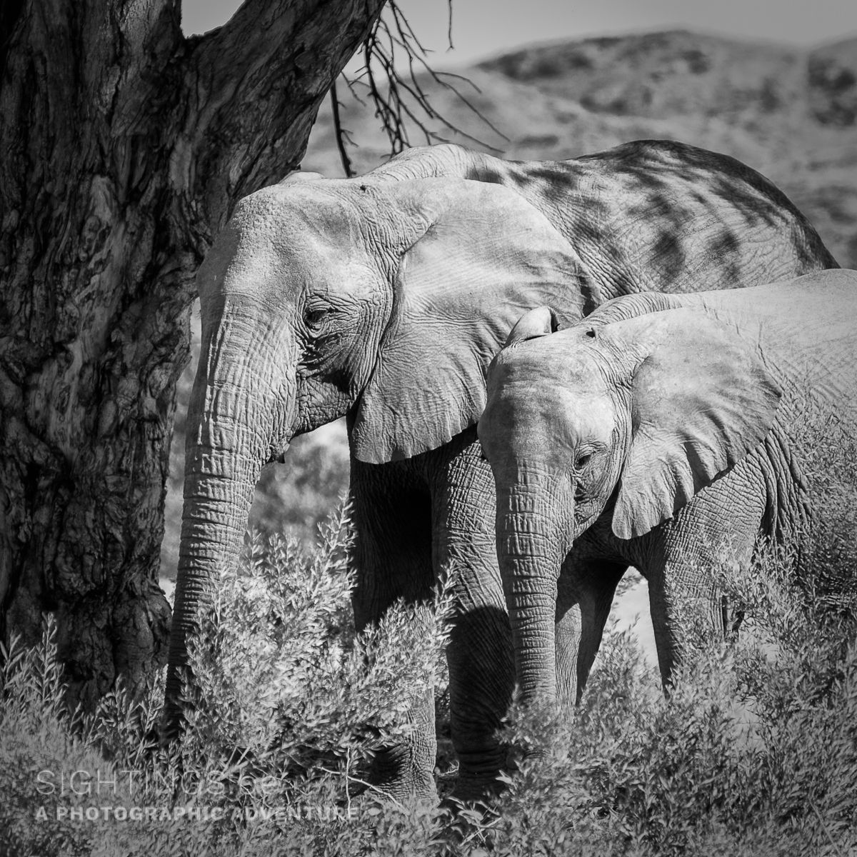 Desert elephants in the Palmwag Concession